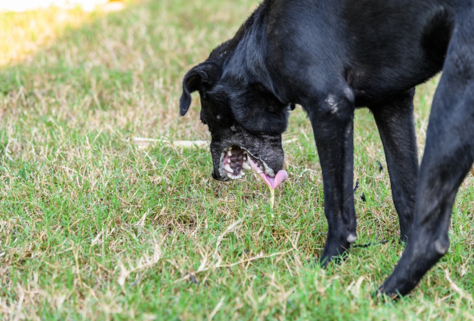 pies wymiotuje żółcią