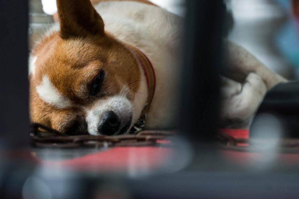 wymioty o chorego psa